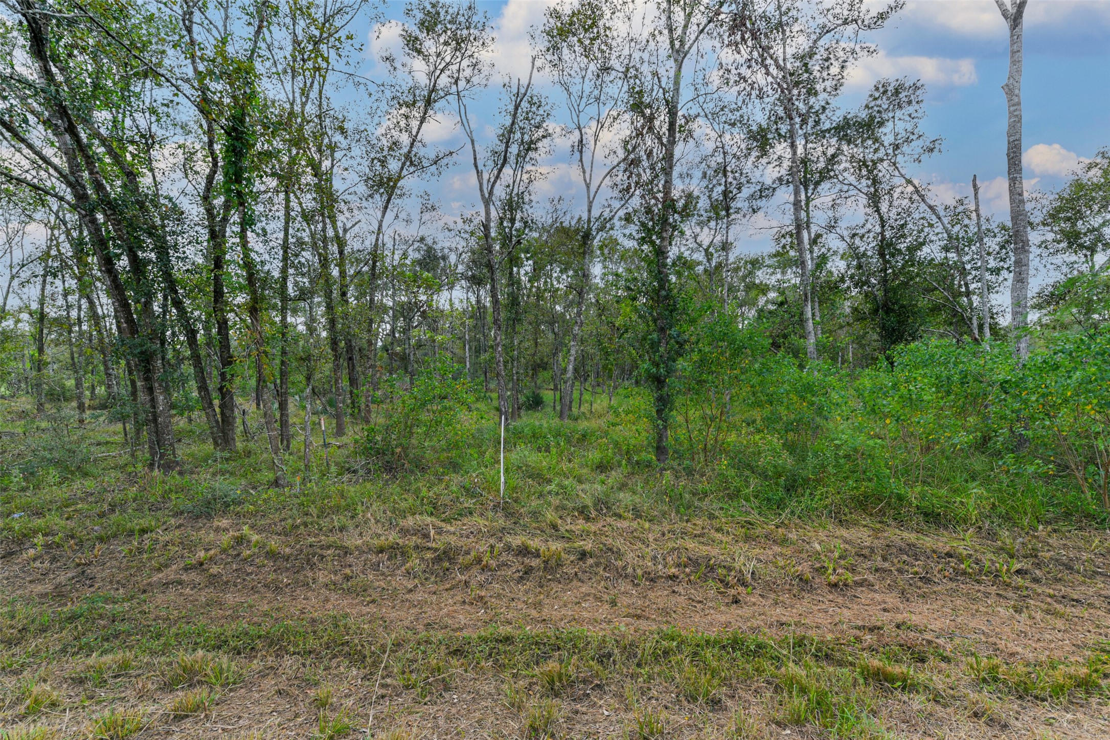 0 Live Oak Street Damon, TX 77430 - Photo 18 of 28 a view of a forest with trees in the background