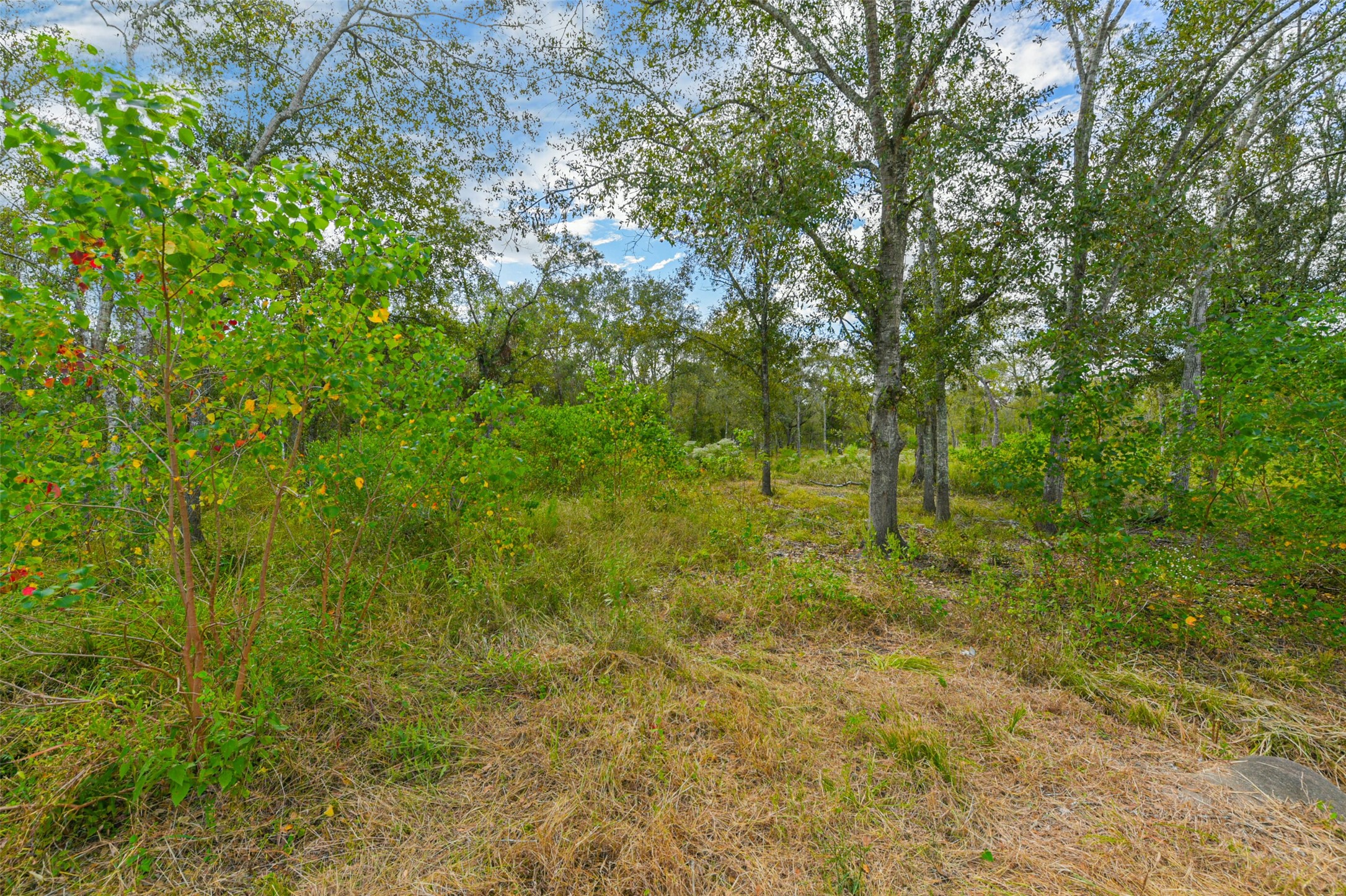 0 Live Oak Street Damon, TX 77430 - Photo 9 of 28 a view of outdoor space and trees