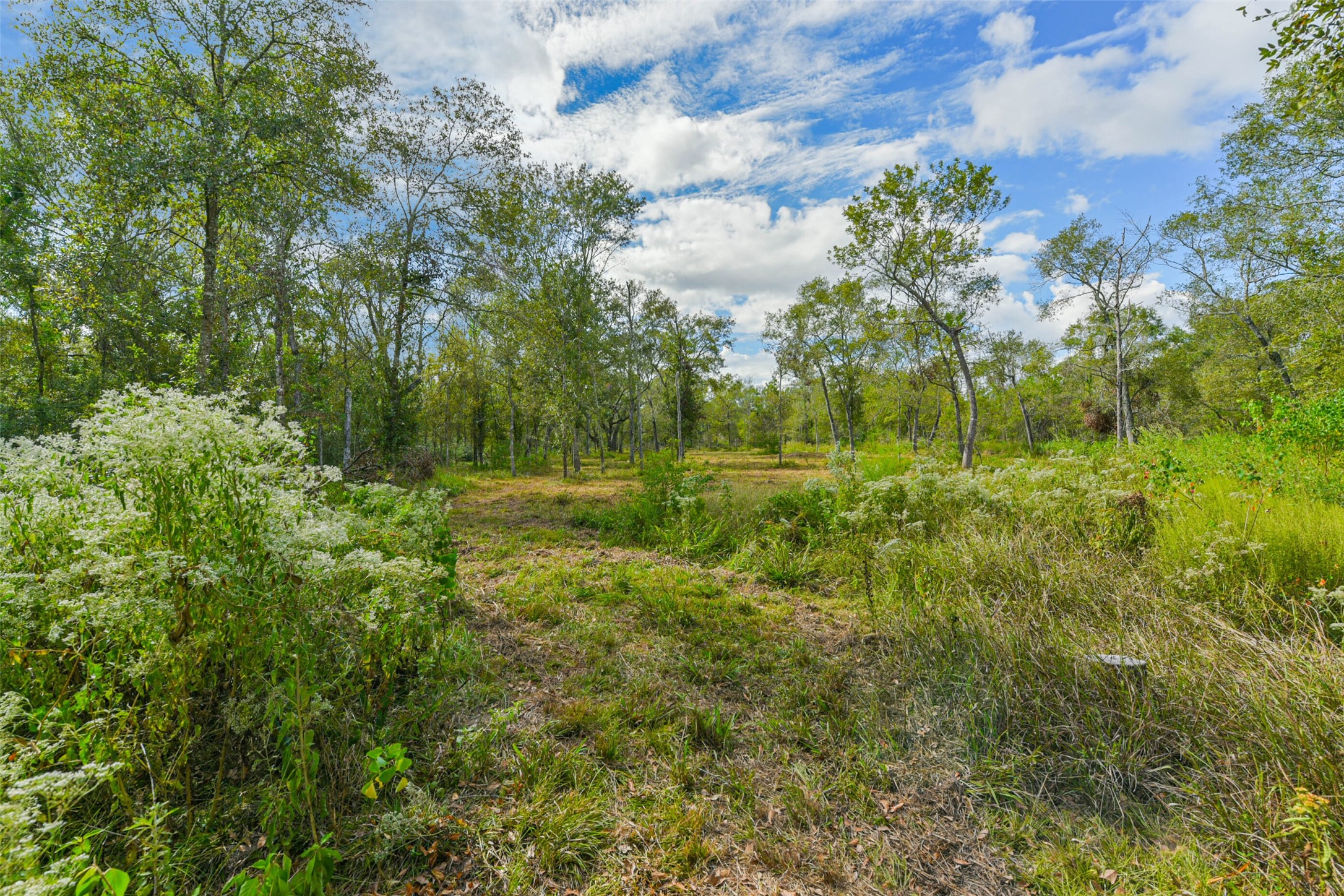 0 Live Oak Street Damon, TX 77430 - Photo 10 of 28 a view of a field with plants and trees