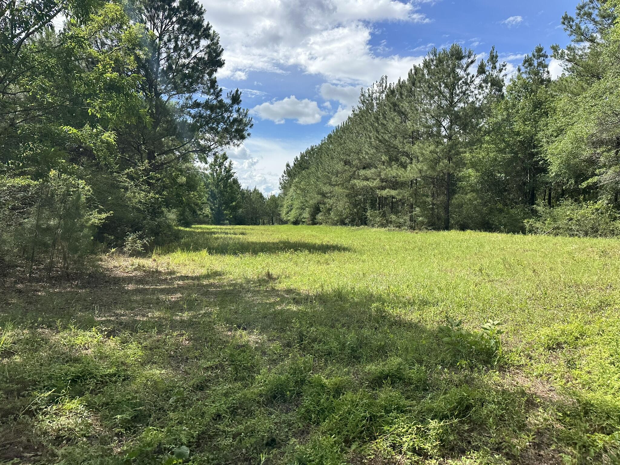 420 Gomillion Road Florala, AL 36442 - Photo 23 of 32 IMG_0069