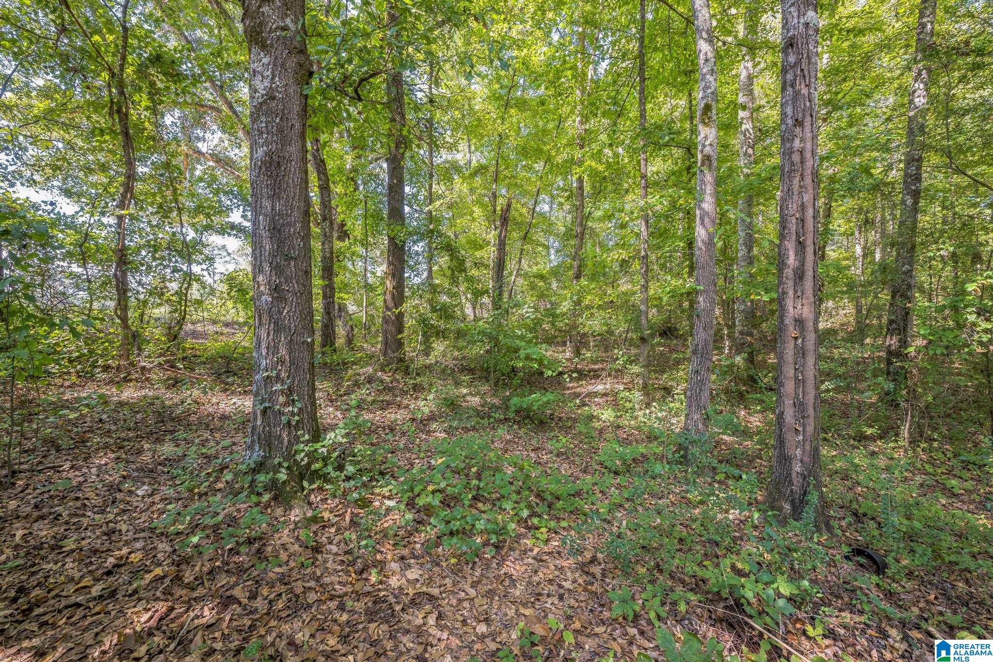 2873 Pineywoods Sipsey Road Jasper, AL 35504 - Photo 31 of 33