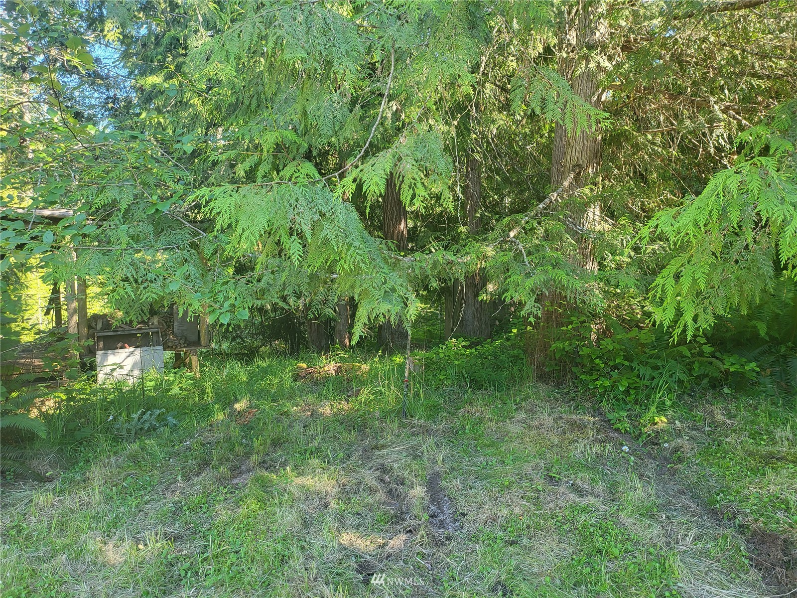 377 South Eldridge Road Sequim, WA 98382 - Photo 14 of 20 a view of lush green forest