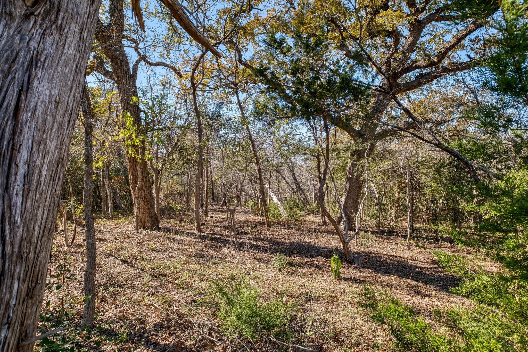 21400 Webberwood Ridge Drive Elgin, TX 78621 - Photo 18 of 22 a view of covered with trees