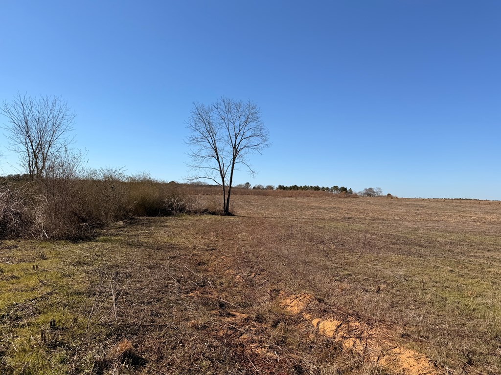 Lot 2 Culver Road Newville, AL 36353 - Photo 3 of 6