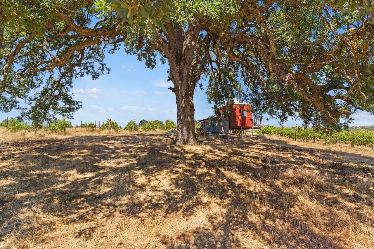 21226 Dickson Road Plymouth, CA 95669 - Photo 18 of 33 a view of a tree with both of yard