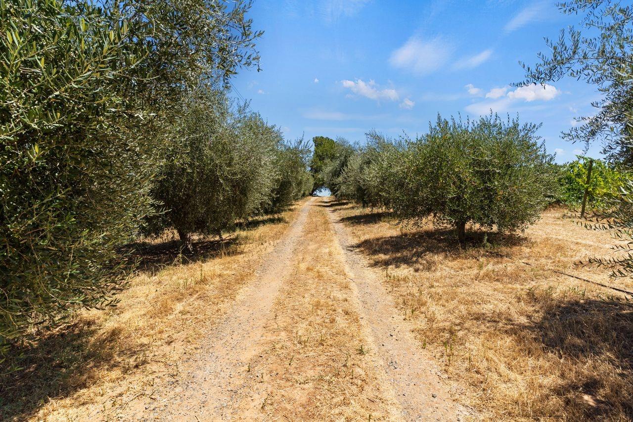 21226 Dickson Road Plymouth, CA 95669 - Photo 5 of 33 a view of a yard with trees in the background