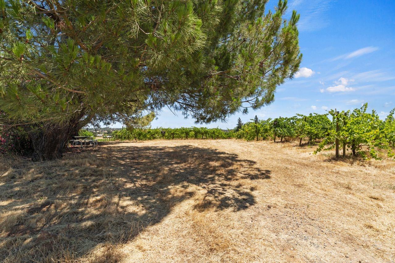 21226 Dickson Road Plymouth, CA 95669 - Photo 6 of 33 a view of yard with green space