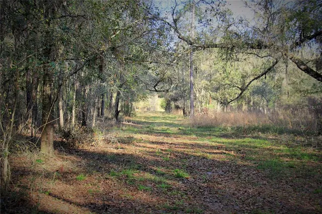 a view of a yard with large trees