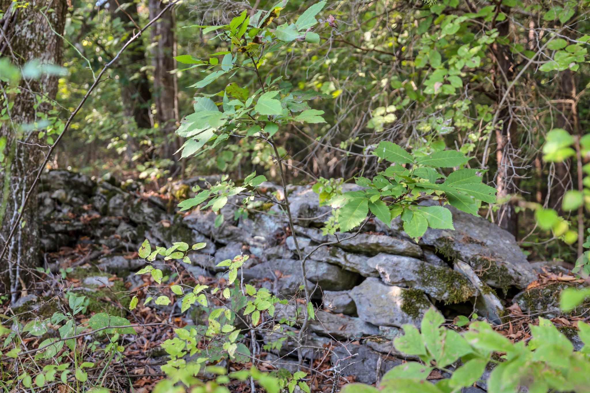 470 Templow Road Bethpage, TN 37022 - Photo 44 of 63 Gallery Image 44