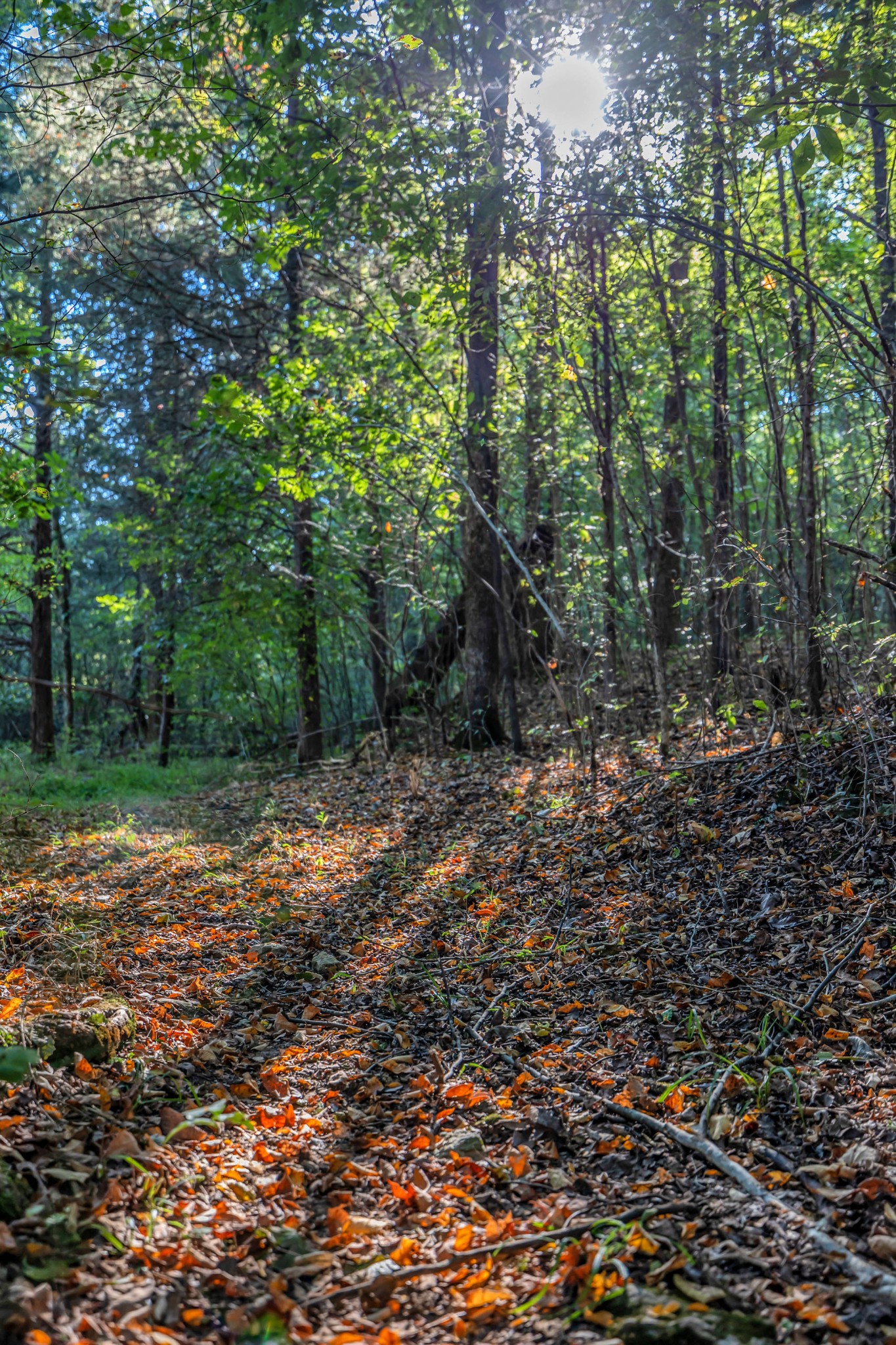 470 Templow Road Bethpage, TN 37022 - Photo 47 of 63 Gallery Image 47