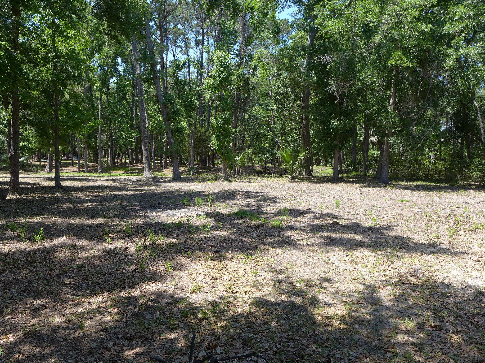 8682 Palmetto Road Edisto Island, SC 29438 - Photo 31 of 39 P1040629