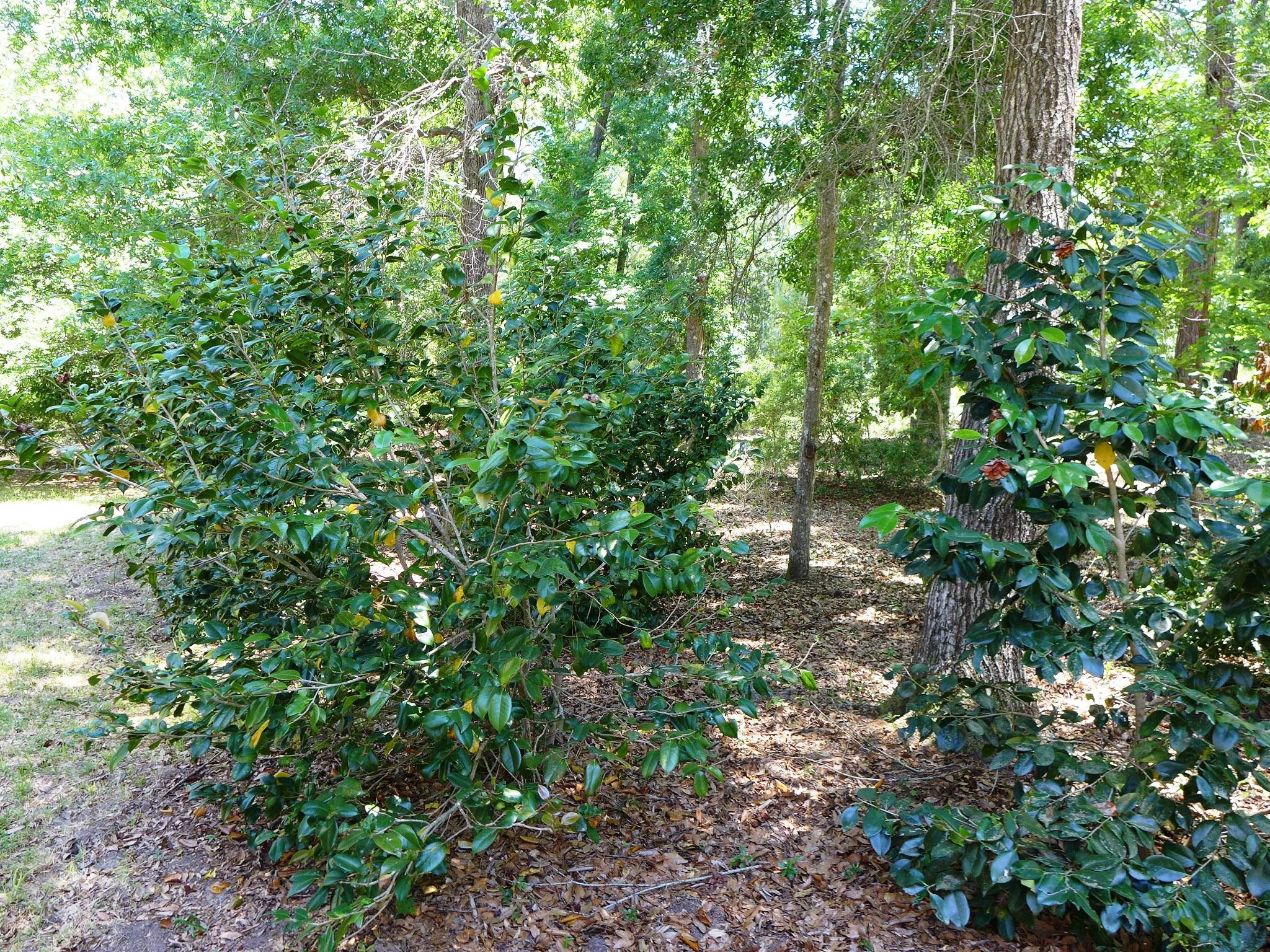8682 Palmetto Road Edisto Island, SC 29438 - Photo 33 of 39 P1040635