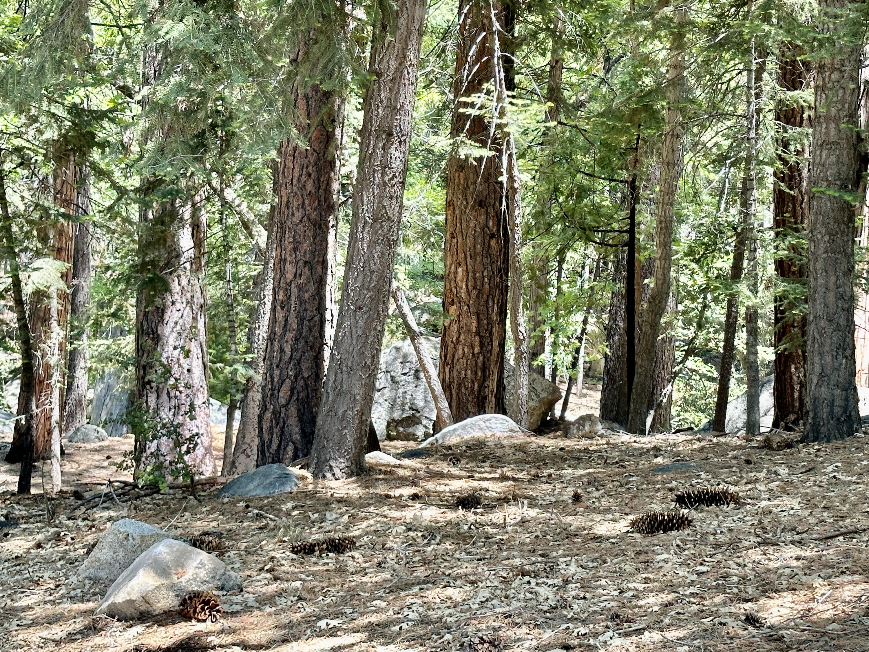 24560 Upper Rim Rock Road Idyllwild, CA 92549 - Photo 47 of 56 a view of a backyard with trees