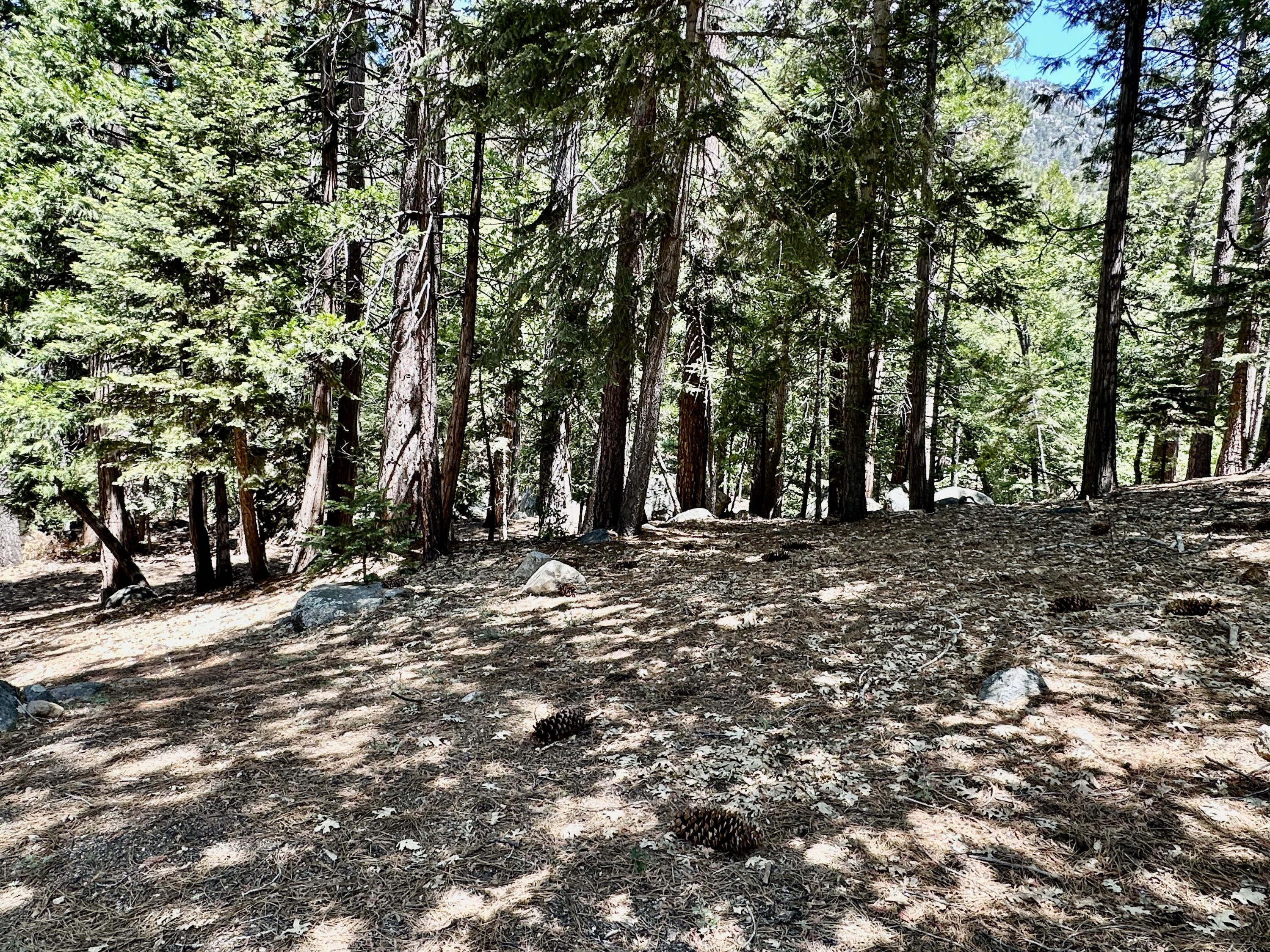 24560 Upper Rim Rock Road Idyllwild, CA 92549 - Photo 48 of 56 a view of outdoor space with trees