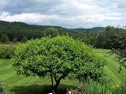 1180 Hawley Road Ashfield, MA 01330 - Photo 22 of 26 a view of a green field with lots of bushes