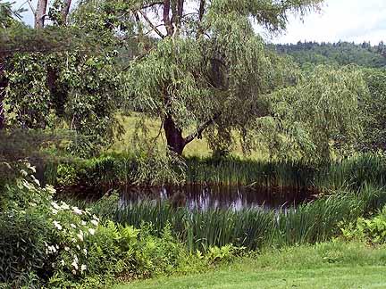 1180 Hawley Road Ashfield, MA 01330 - Photo 8 of 26 a view of a lake in a forest
