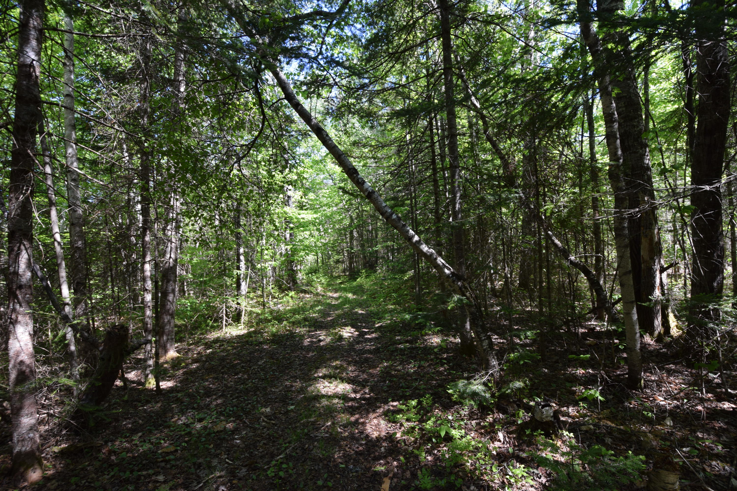 Lot 18 Tenney Hill Road Monson, ME 04464 - Photo 17 of 41 2020-06-01 22.38.14
