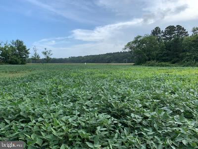 0 Grays Corner Road Berlin, MD 21811 - Photo 2 of 3 a view of a big yard with plants and a large tree
