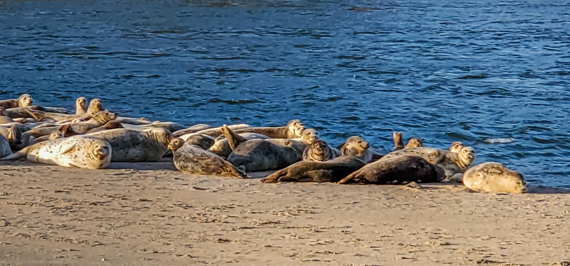 3 Ridge Crest Road Gleneden Beach, OR 97388 - Photo 47 of 50 Seals