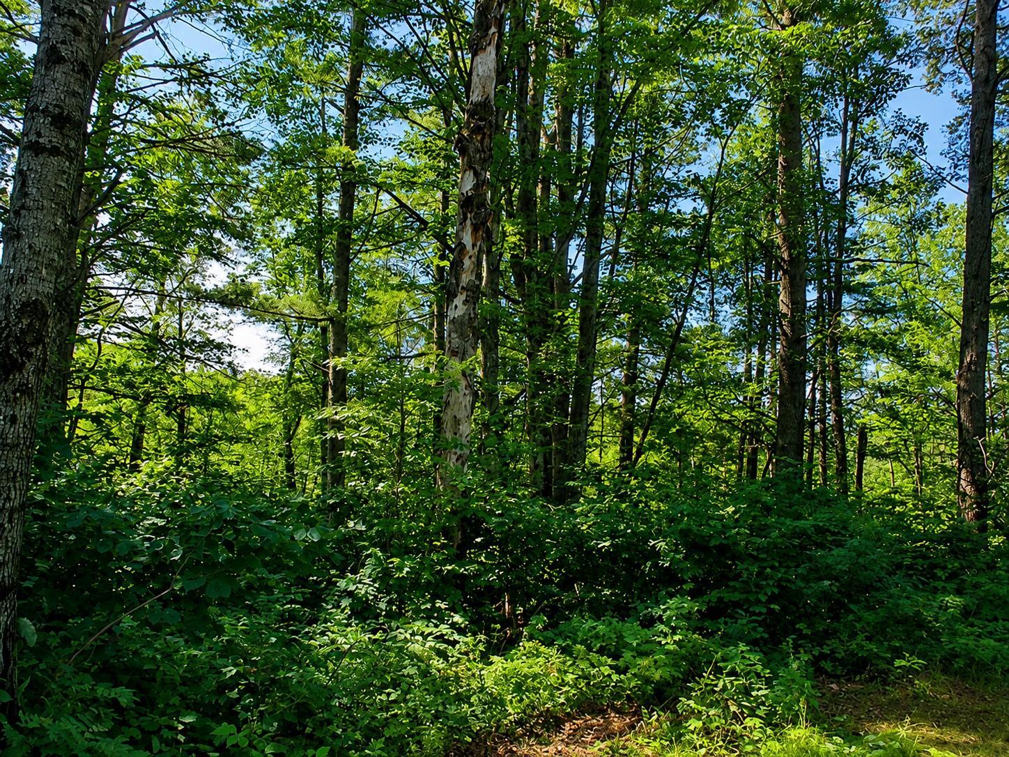 Lot 1 State Road Couderay, WI 54828 - Photo 5 of 5