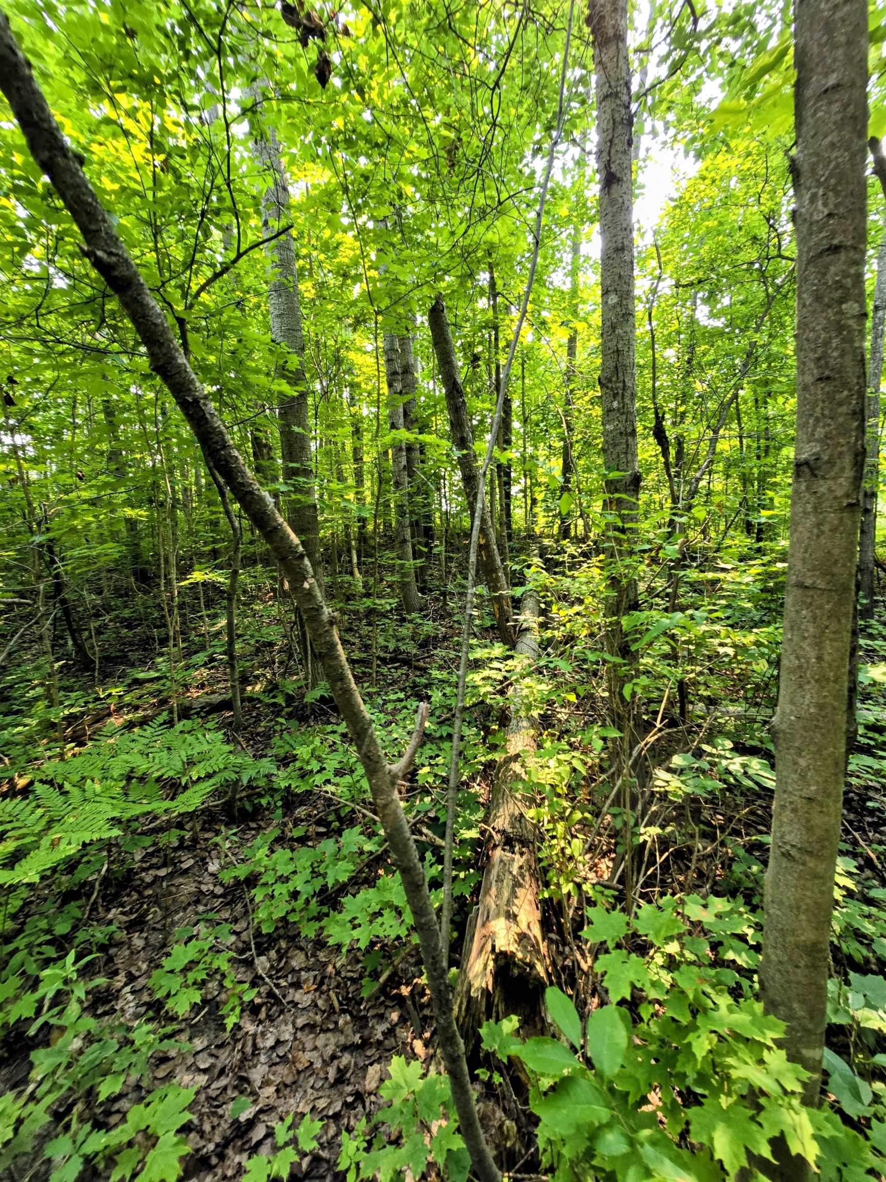 0 North 9 Road Mesick, MI 49668 - Photo 15 of 18