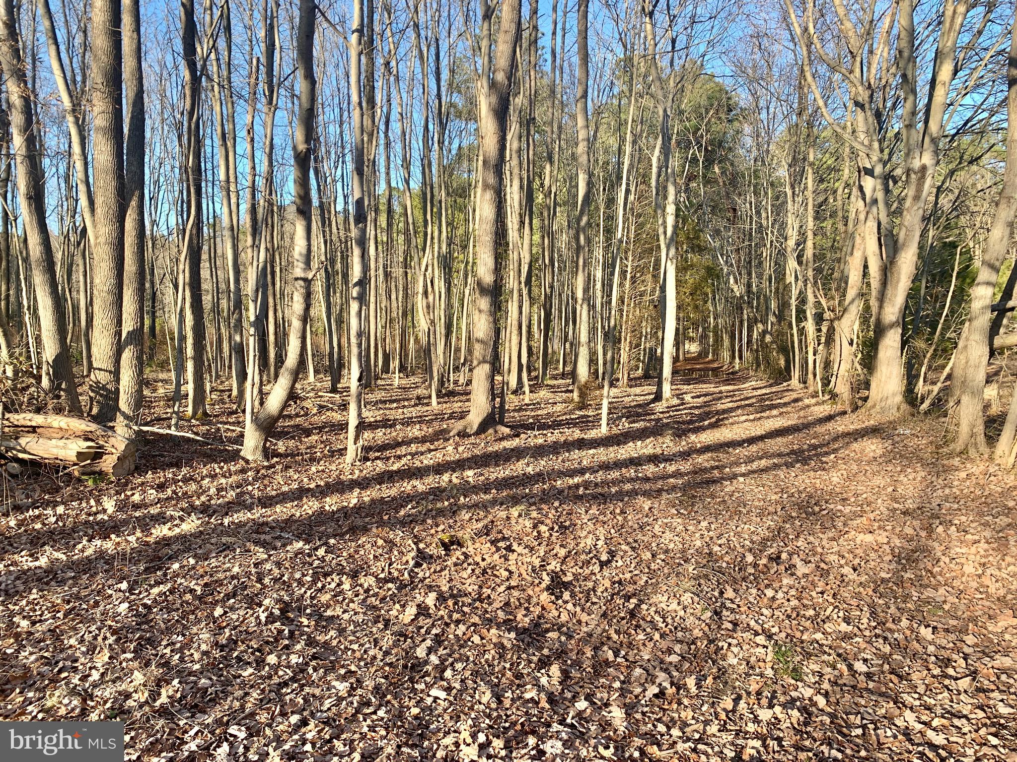 Wooded view