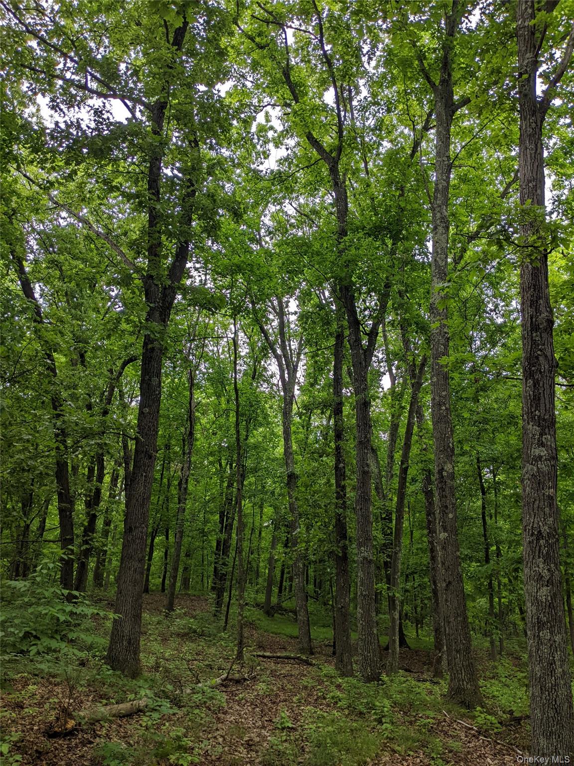 Parcel 1-tbd Woodstock Road Millbrook, NY 12545 - Photo 7 of 9 Old growth forest