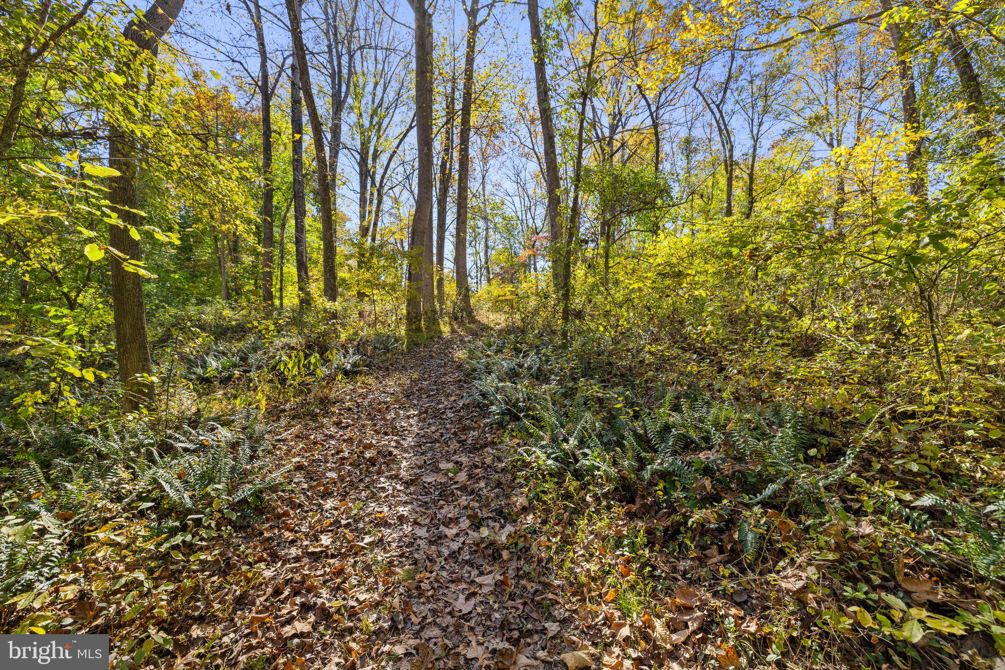 20960 Beaverdam Bridge Road Middleburg, VA 20117 - Photo 11 of 11 a view of forest