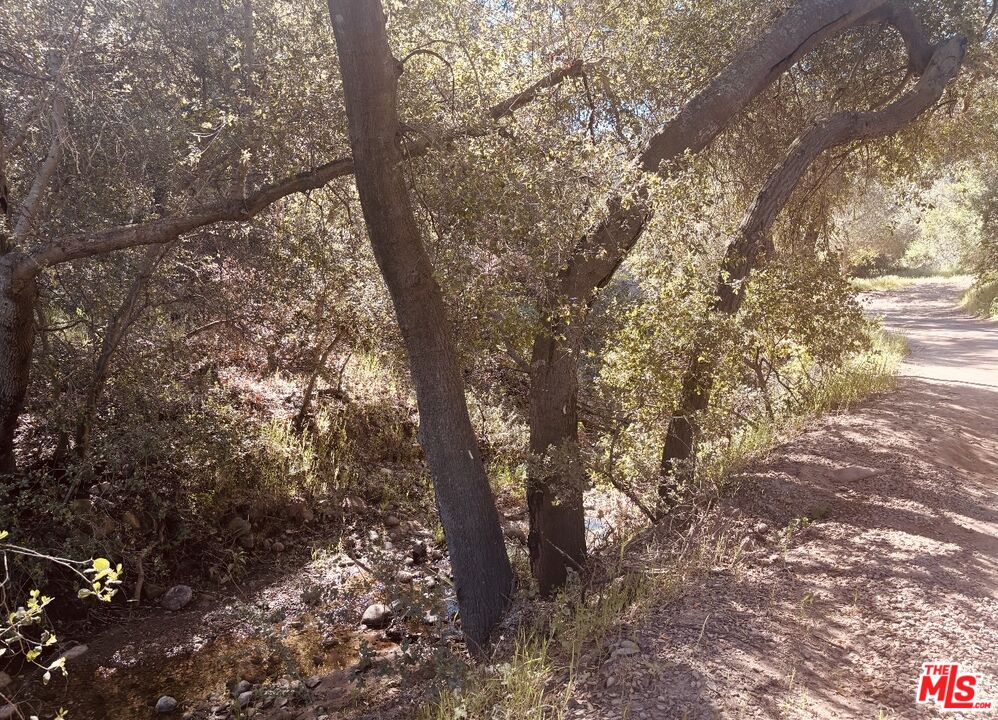 0 Red Rock Road Topanga, CA 90290 - Photo 19 of 53 a picture of tree