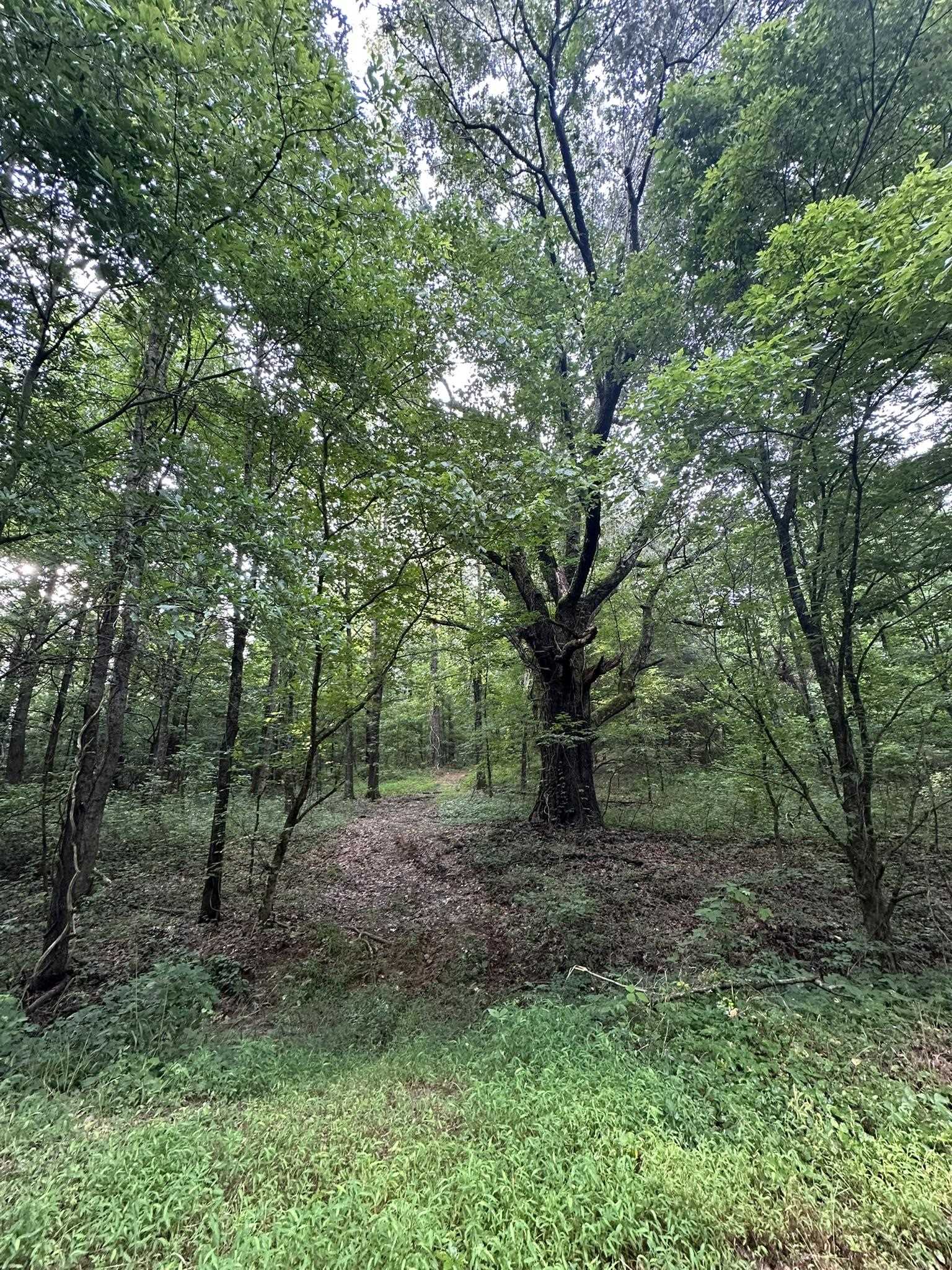 2 Moore Road Holly Springs, MS 38635 - Photo 5 of 7 View of woods