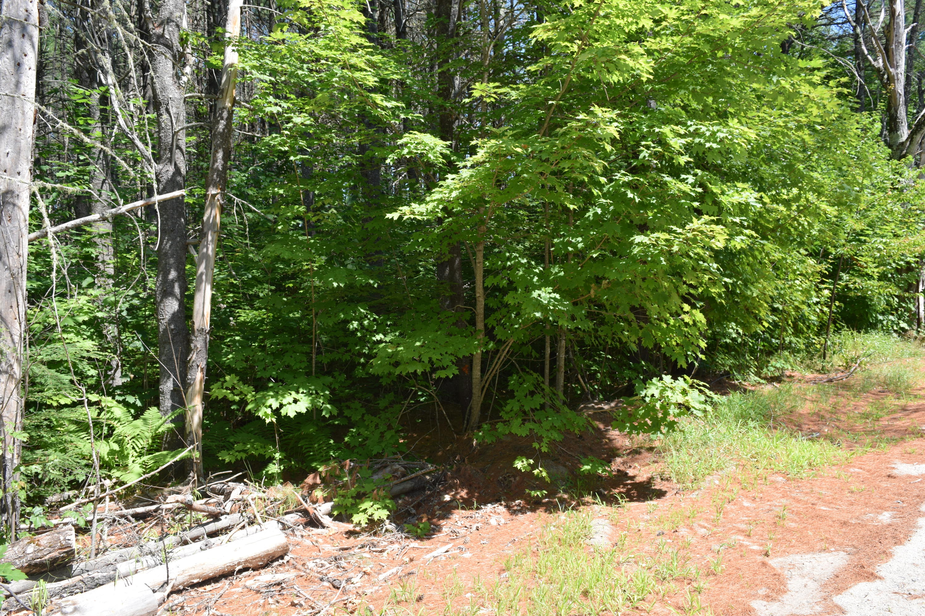 Lot 7 Waterford Road Harrison, ME 04040 - Photo 4 of 21 DSC_0002
