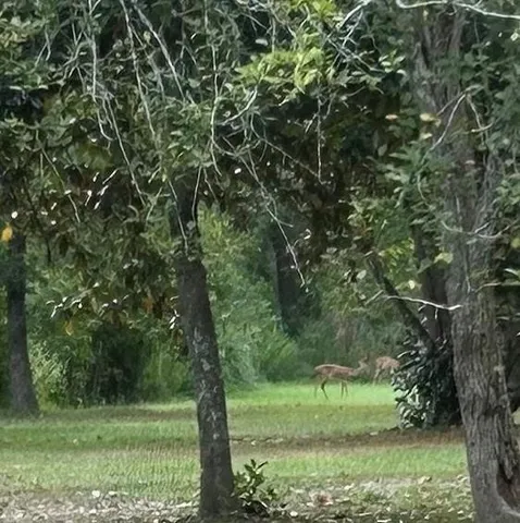 a view of a yard with a trees