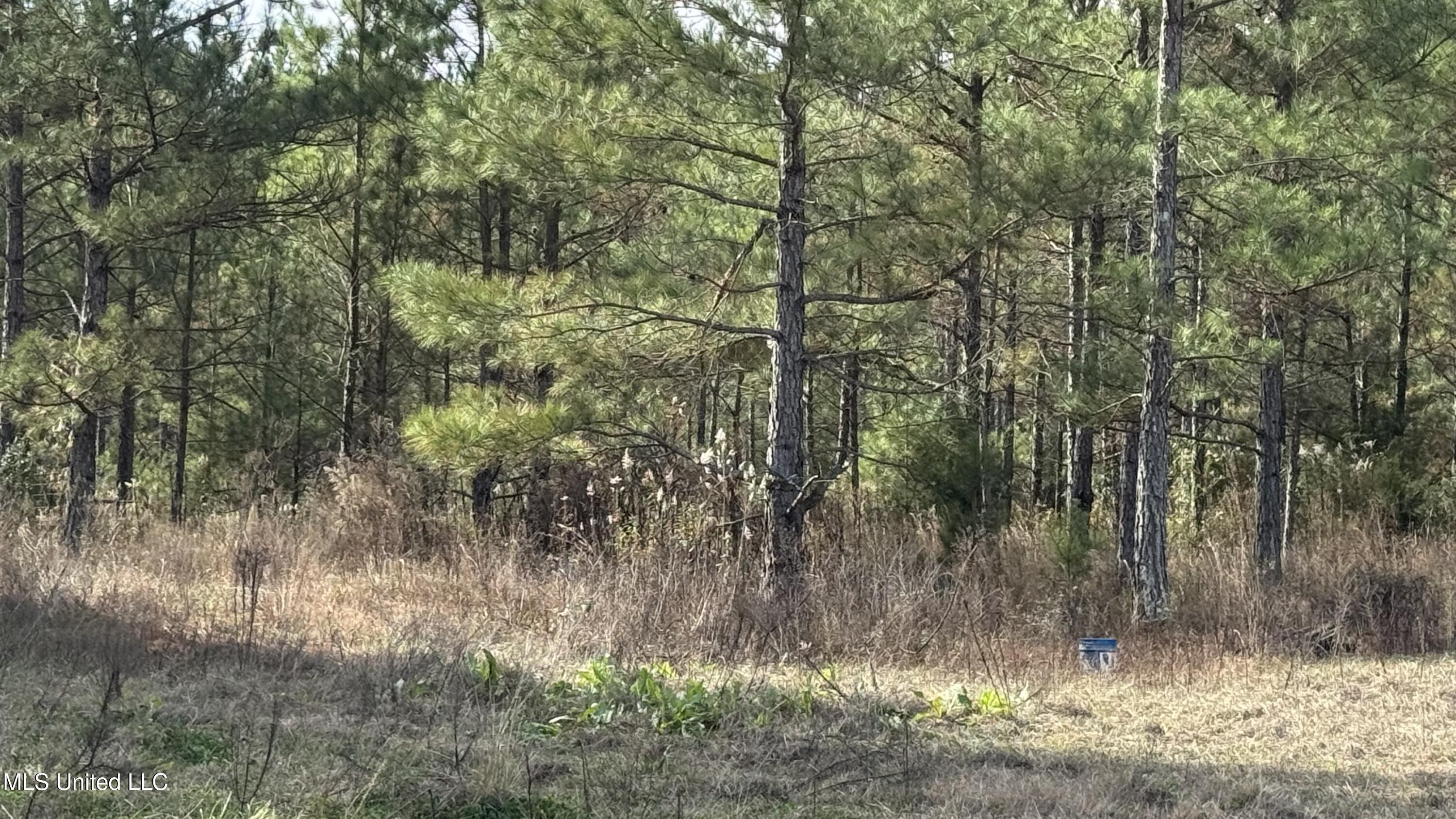 1 Norris-Homewood Road Lake, MS 39092 - Photo 2 of 6 IMG_4258 (1)