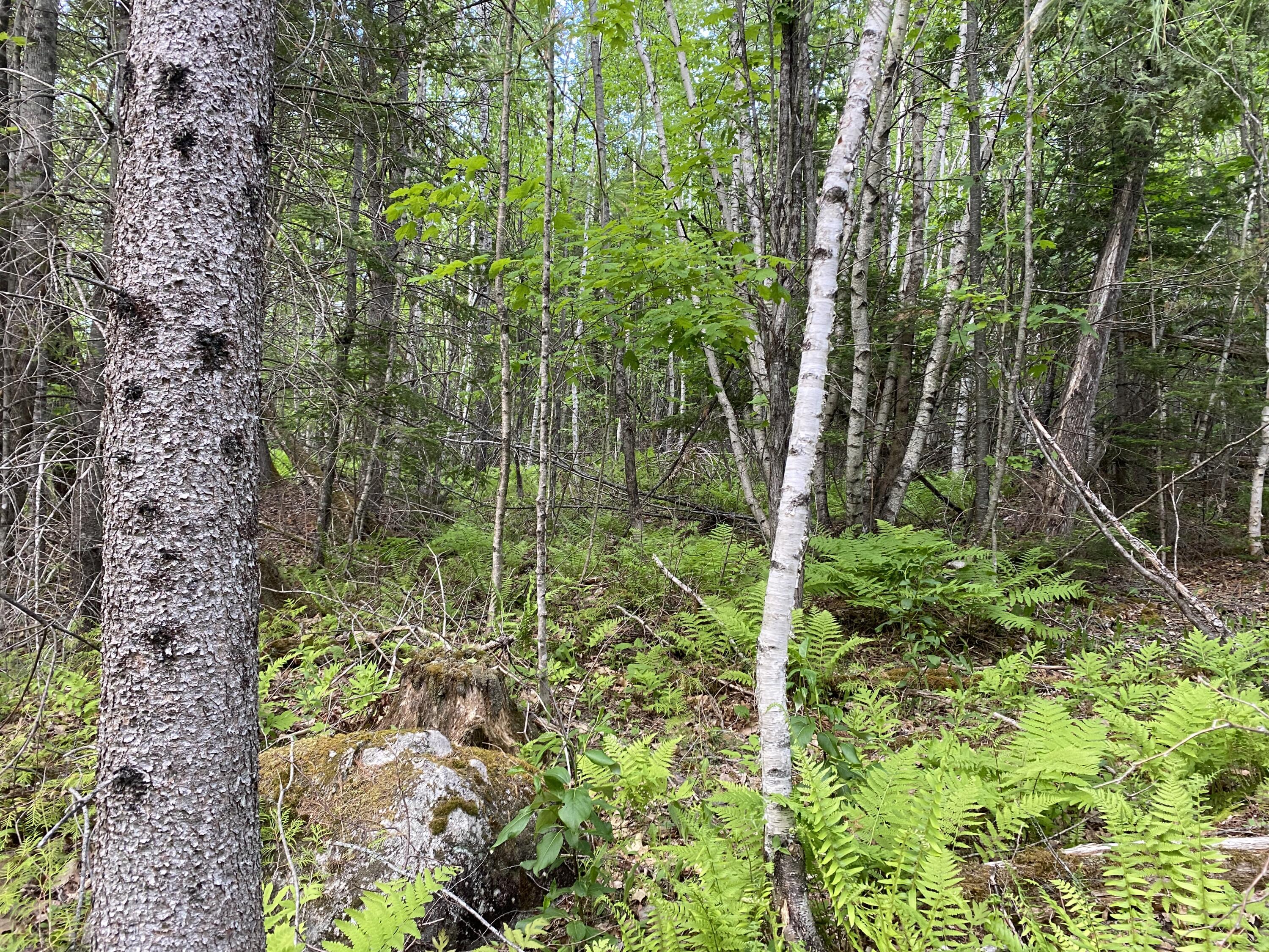 Lot A Dead Water Road Moscow, ME 04920 - Photo 5 of 8 IMG_1358