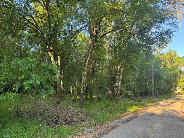 a view of a forest with trees in the background