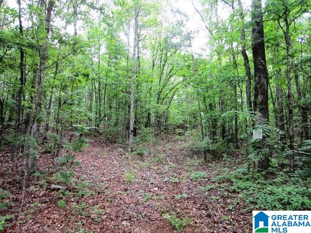 40-acres Oaks Chapel Road, Unit 40 ACRES Goodwater, AL 35072 - Photo 3 of 8