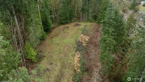 a view of a forest with a tree