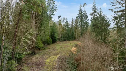 a view of a forest with trees in the background