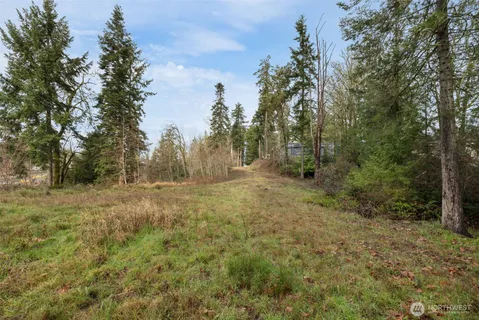 a view of a forest with trees in the background