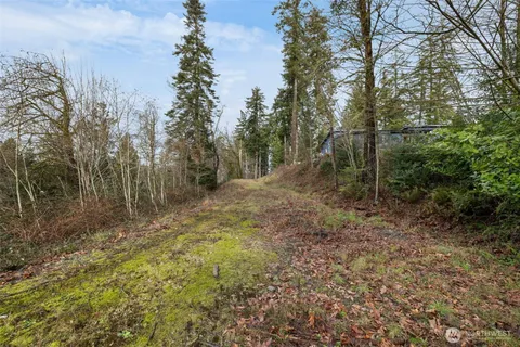 a view of a forest with trees in the background