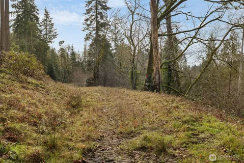 a view of a yard with trees