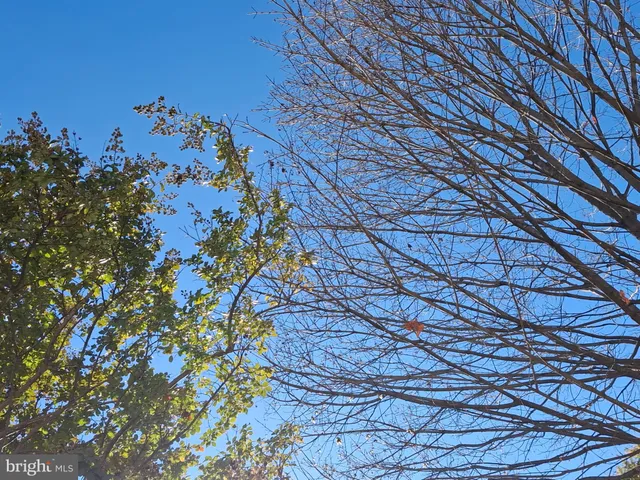 a picture of flowers