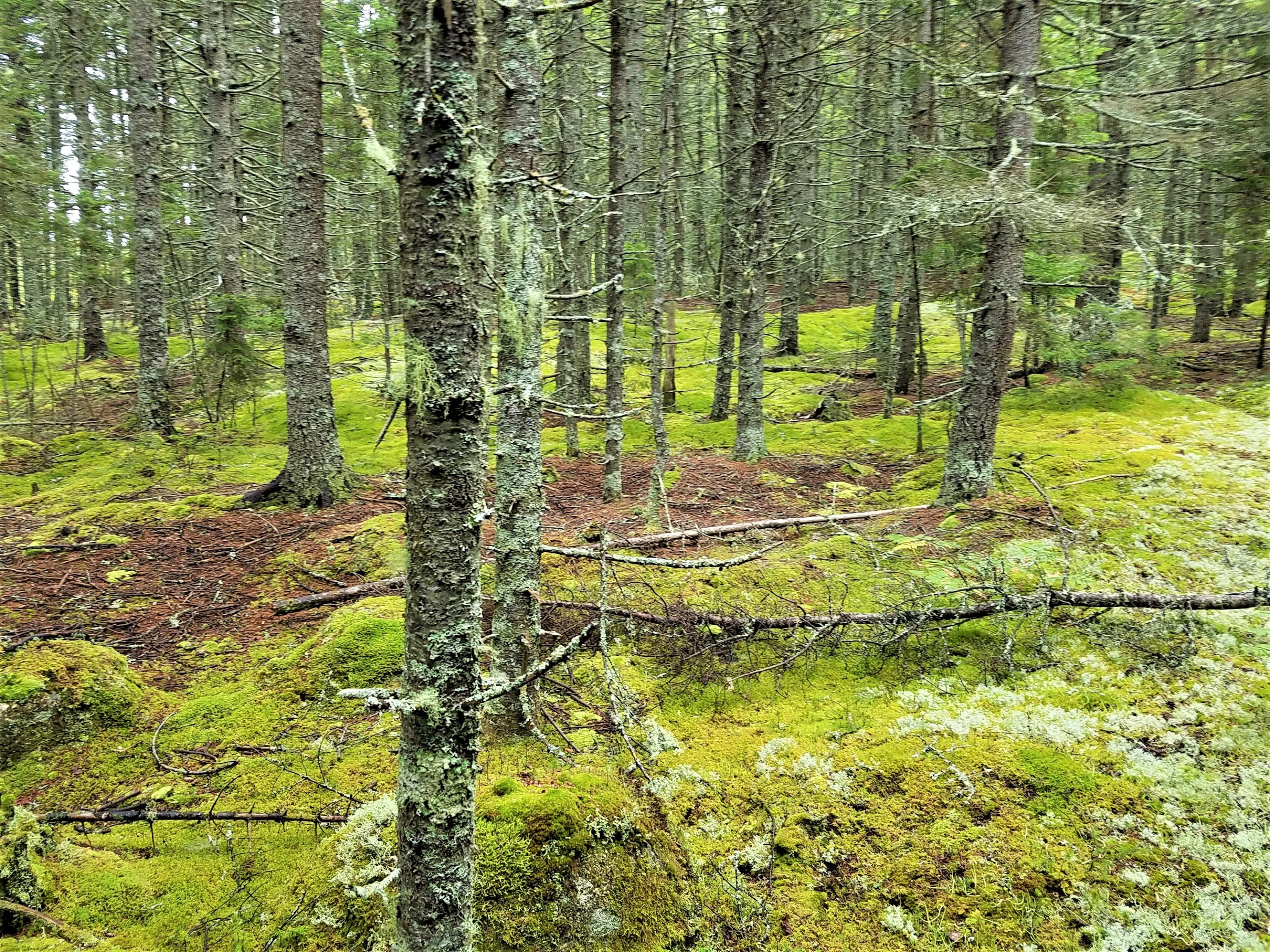 Xx Black Point Road Deer Isle, ME 04627 - Photo 7 of 7 20170920_132911