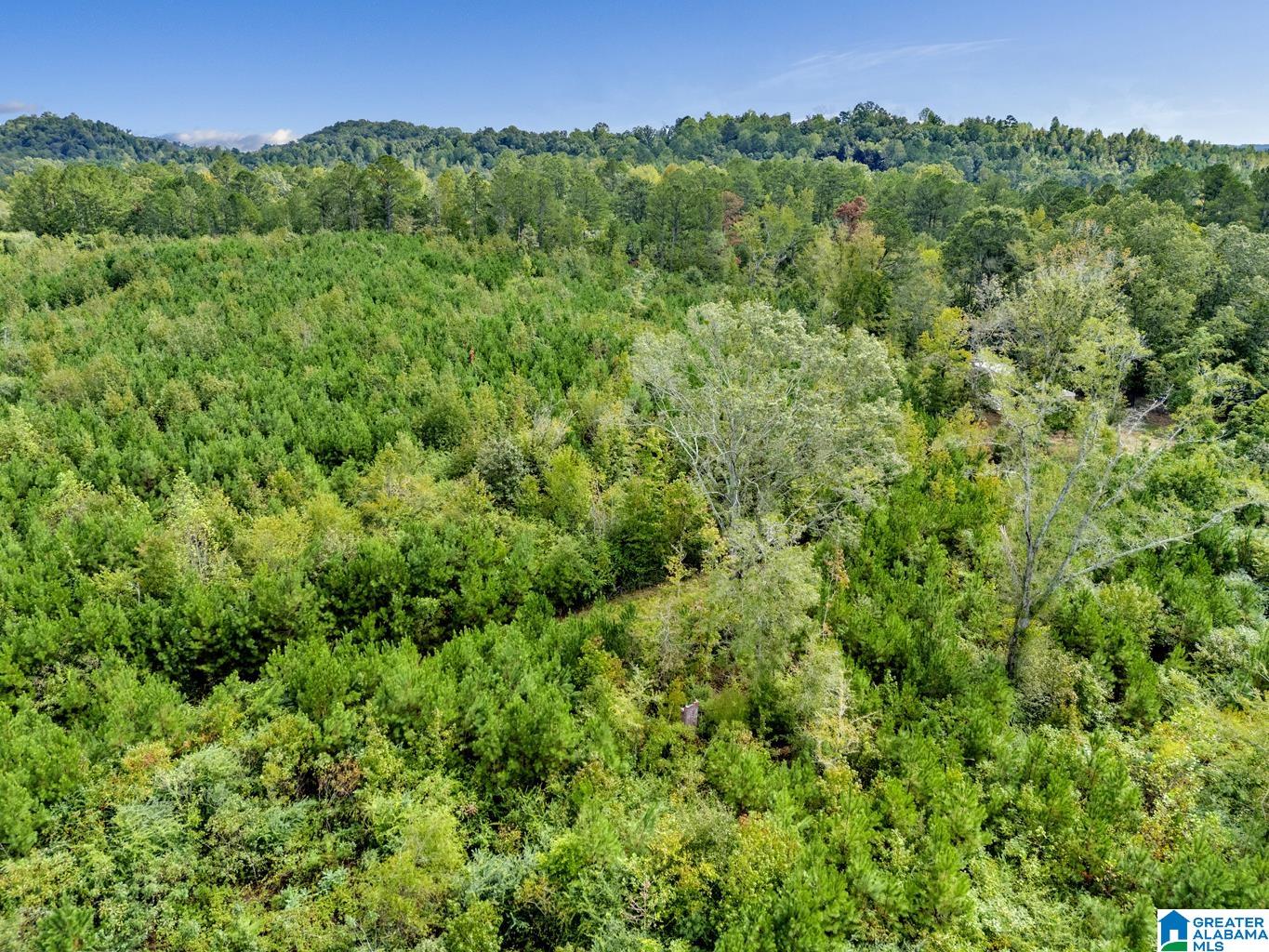 0 Warrior Road Ohatchee, AL 36271 - Photo 6 of 25