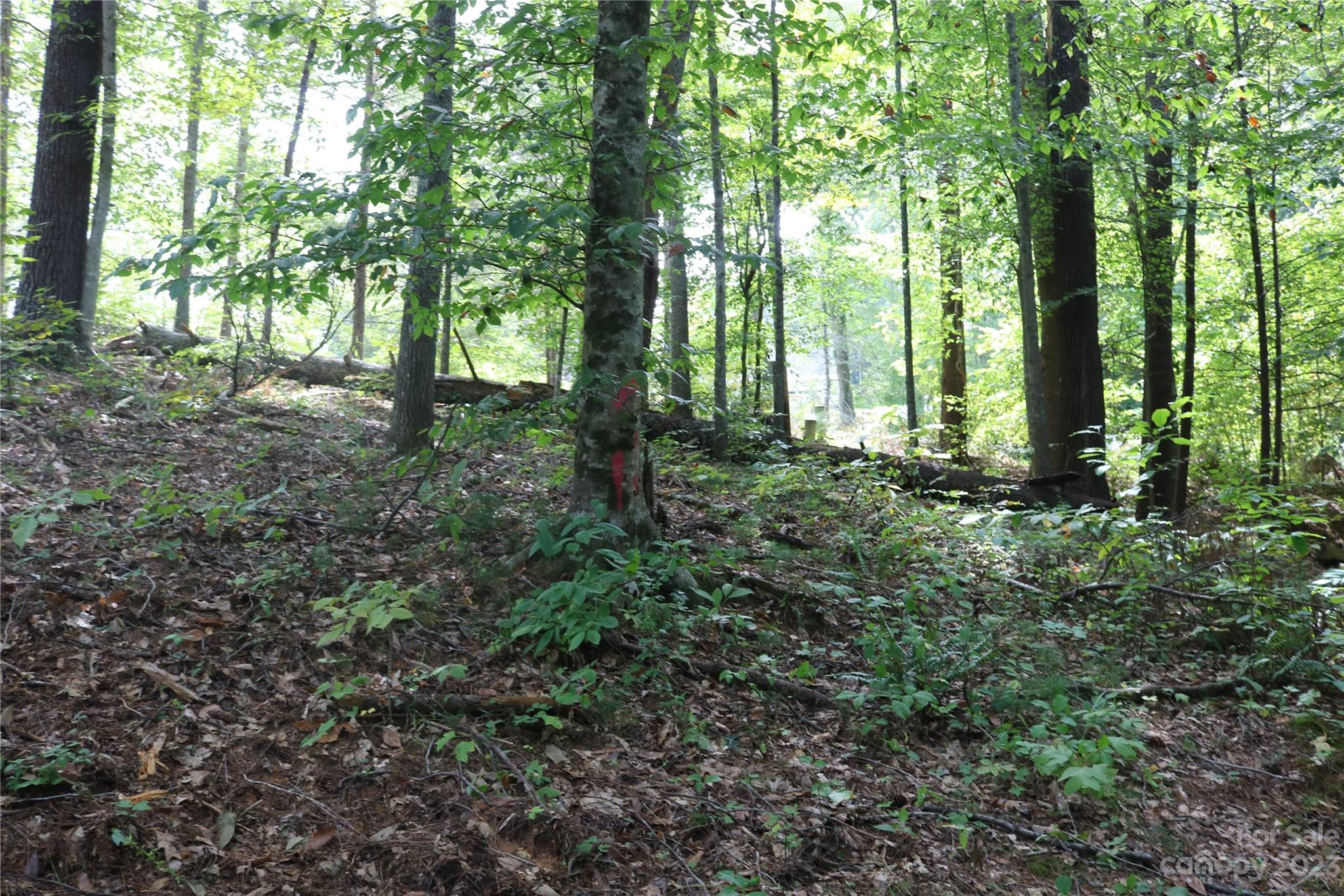 15 Plum Road, Unit B Weaverville, NC 28787 - Photo 24 of 30 Gallery Image 24