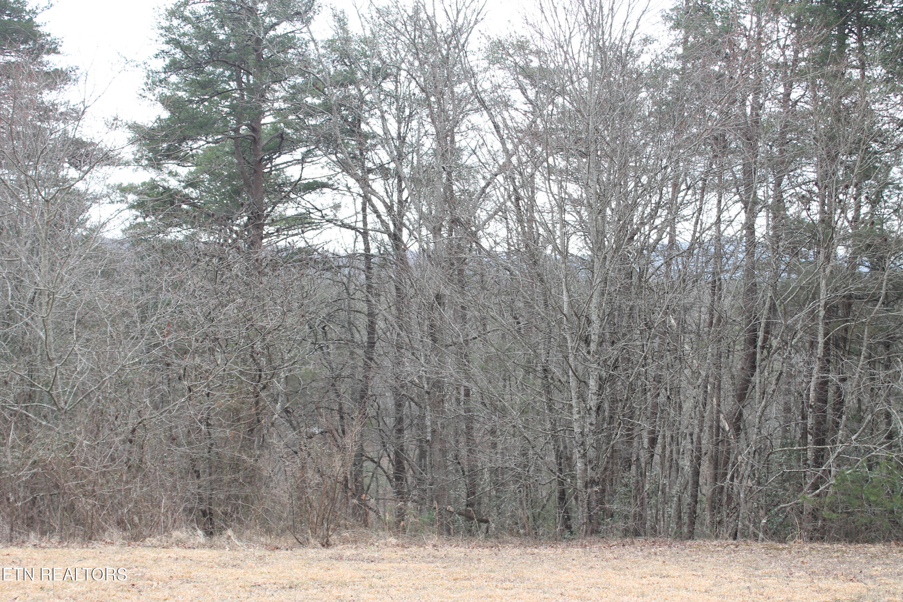 Meridian Road Crossville, TN 38555 - Photo 4 of 8 IMG_8009