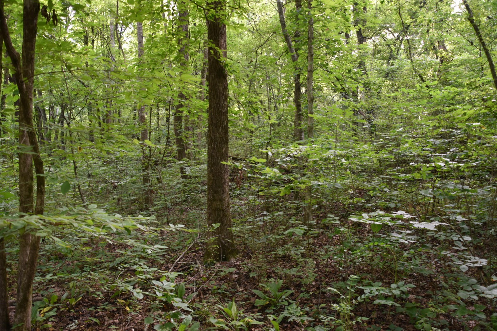 0 Poplar Hill Road Prospect, TN 38477 - Photo 8 of 9