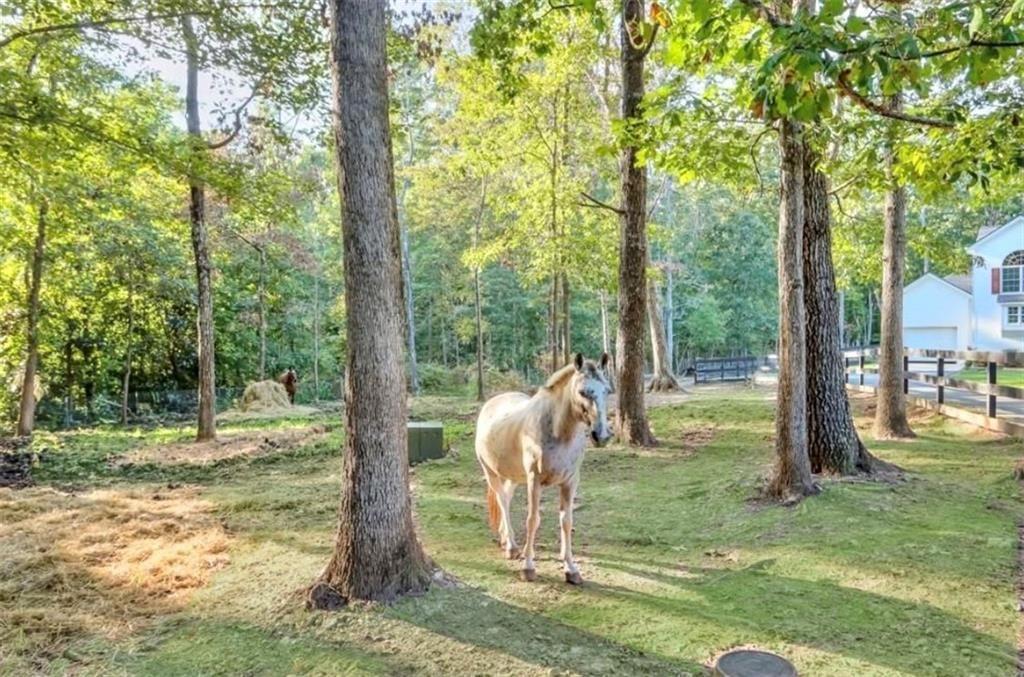 2203 Arbor Hill Road Canton, GA 30115 - Photo 21 of 65 a backyard of a house with lots of green space and fountain
