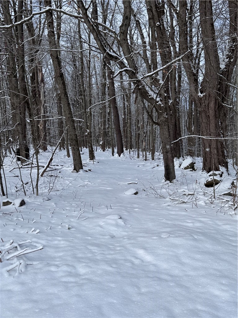 1056 Minard Run Road Rew, PA 16744 - Photo 32 of 50 Wooded area