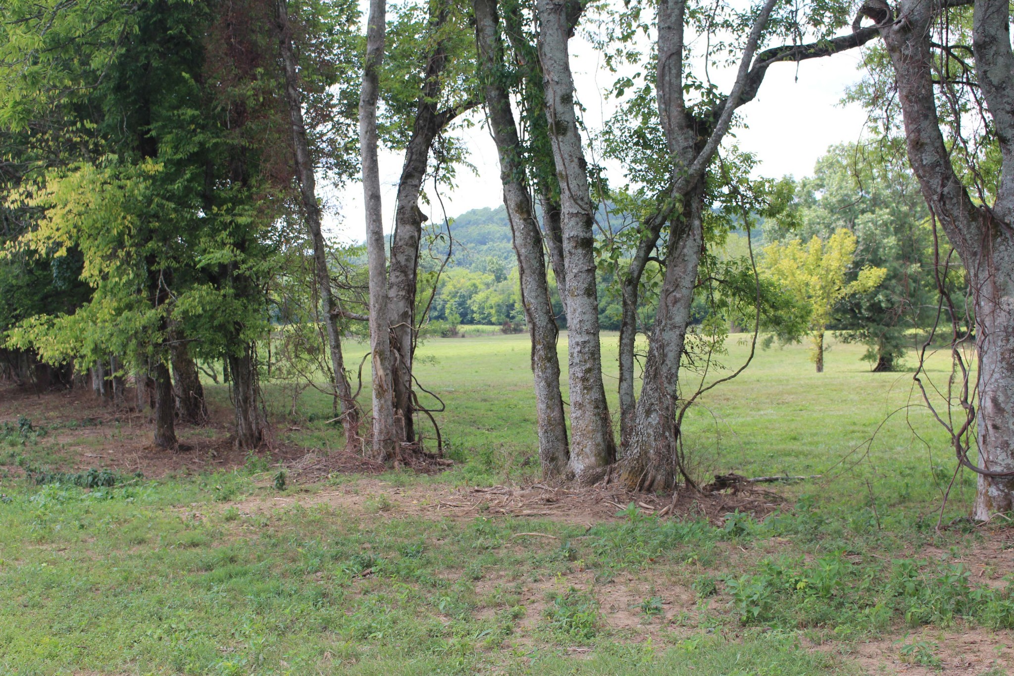 12785 Versailles Road Murfreesboro, TN 37128 - Photo 4 of 20 a view of outdoor space and green space